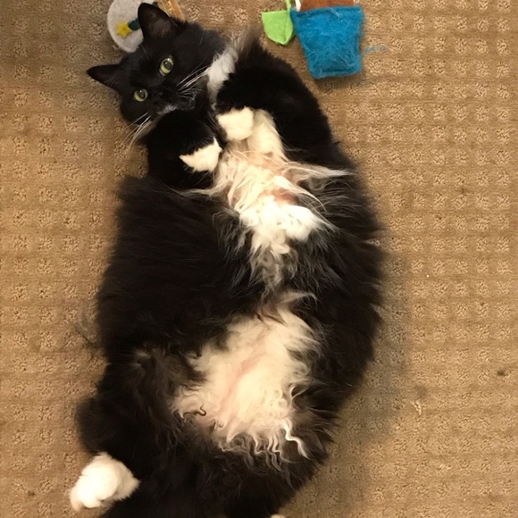 Pet friendly closet! - Picture 9 of 9